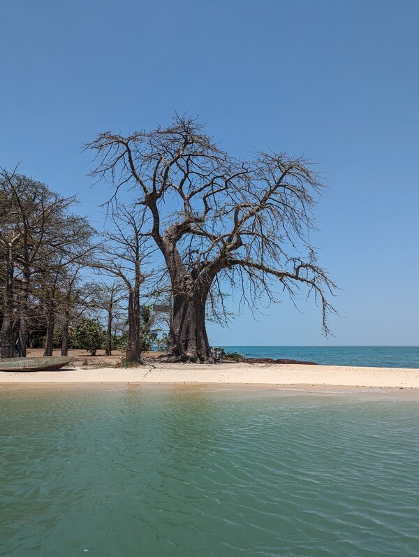 The dramatic white sand beach and baobab tree of the island of Angurman in the Bijagos Islands, Guinea-Bissau