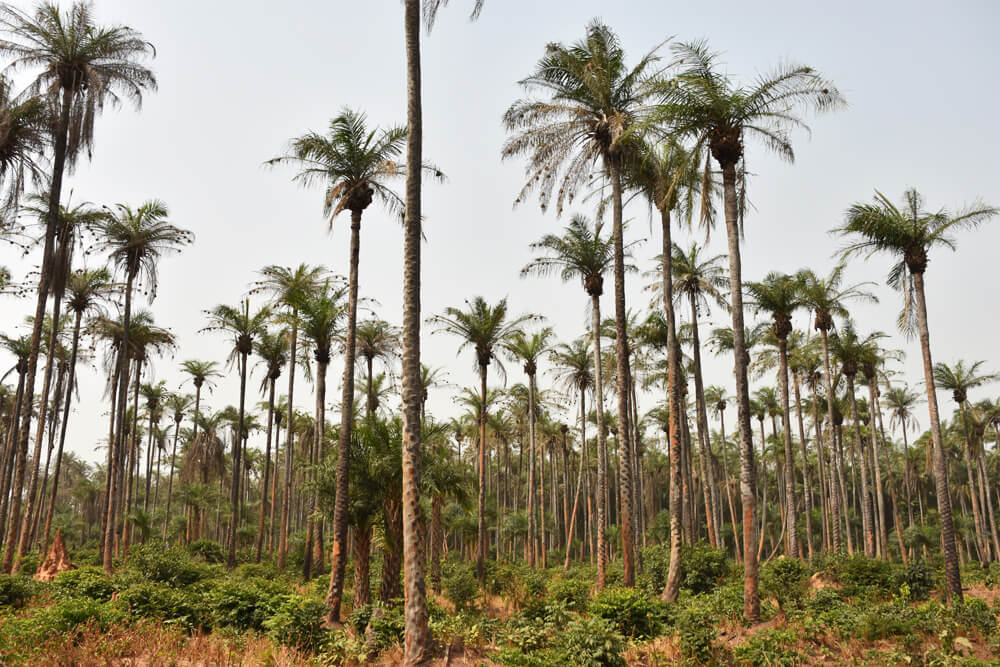 Palm trees on Bubaque Island in the Bijagos archipelago of Guinea-Bissau