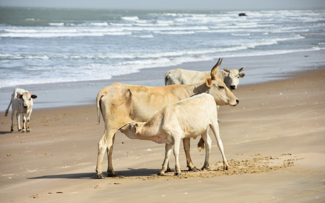 Getting to and from the Casamance