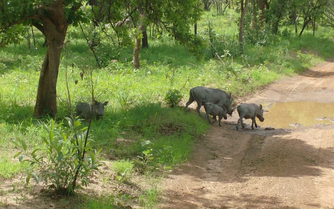 The Niokolo-Koba National Park in Senegal