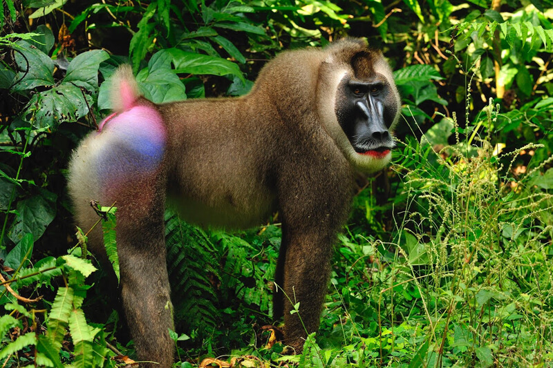 A Drill Monkey at the Drill Ranch in Nigeria