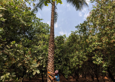Tapping palm wine near Canchungo in Guinea-Bissau
