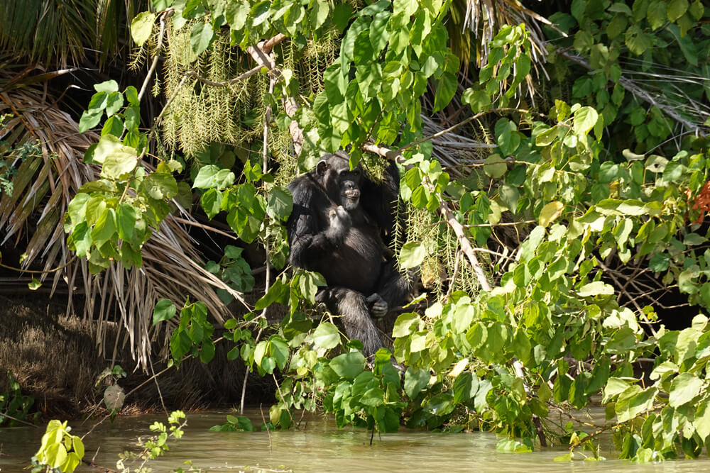 Chimpanzee on the Gambia River in The Gambia