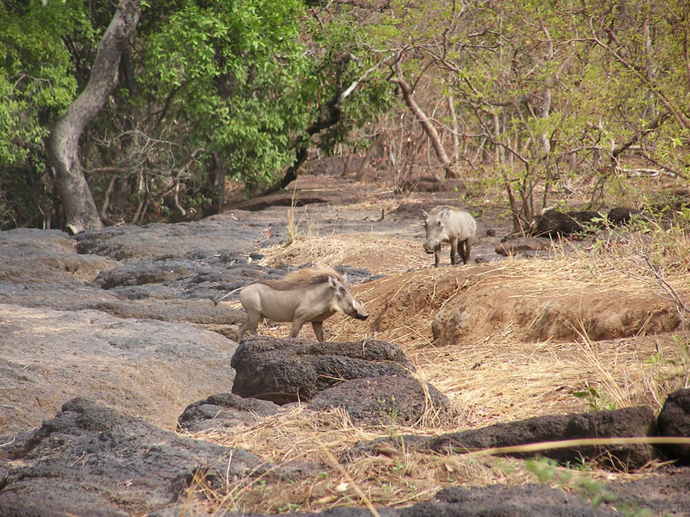 Warthogs in Niokolo Koba National Park in Senegal