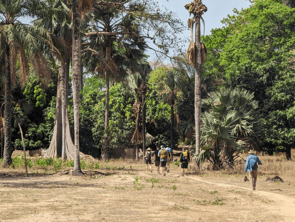 Walking through palms and kapok trees
