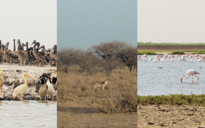 Everything You Need to Know About Visiting Djoudj National Bird Sanctuary