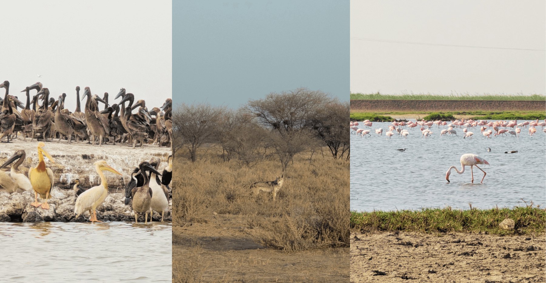 Everything you need to know about traveling to Djoudj National Bird Sanctuary in Senegal