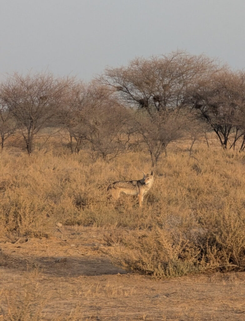 A Golden Jackal aka African Golden Wolf at Djoudj National Bird Sanctuary in Senegal