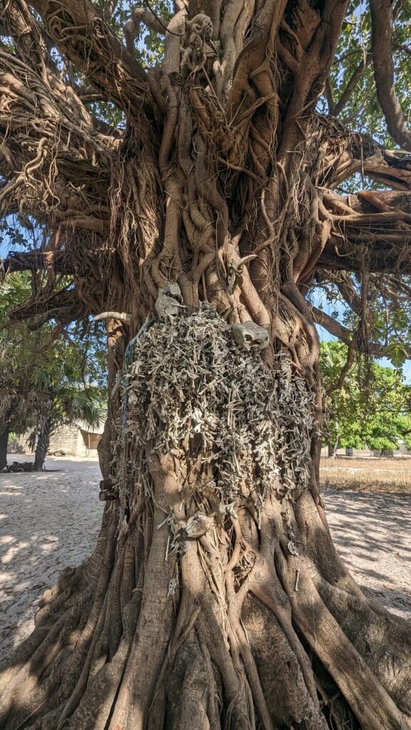 Fetish Kapok Tree on the island of Vinday in Casamance, Senegal