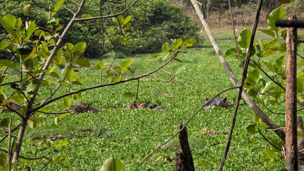 Marine hippos on the island of Orango in the Bijagos archipelago of Guinea-Bissau