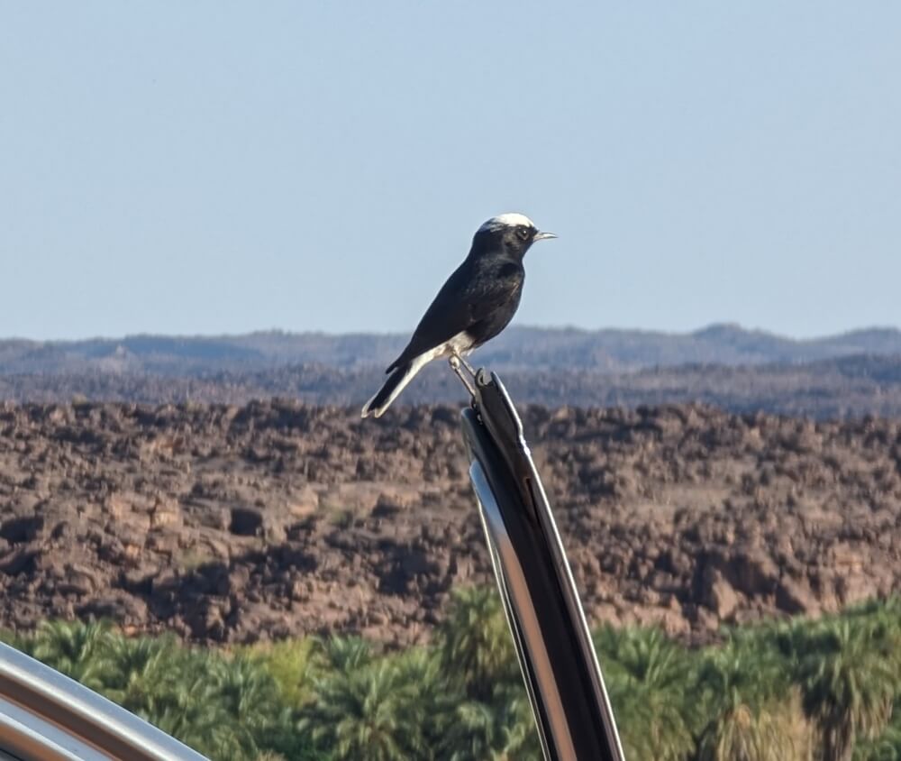 White-crowned wheatear in Mauritania